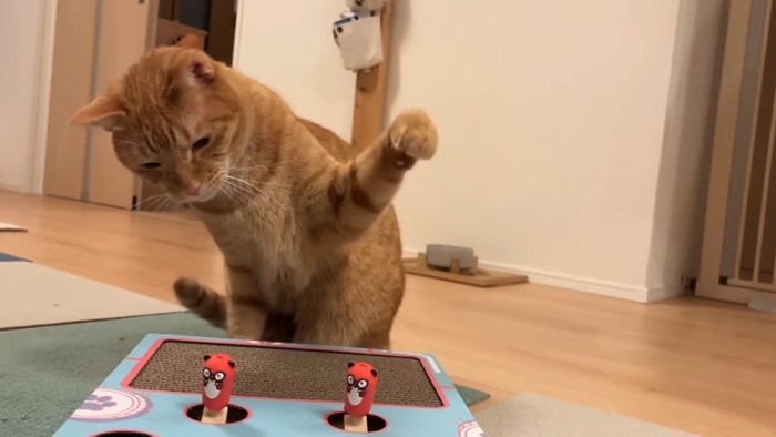 左前足を振りかぶるにゃん太くん