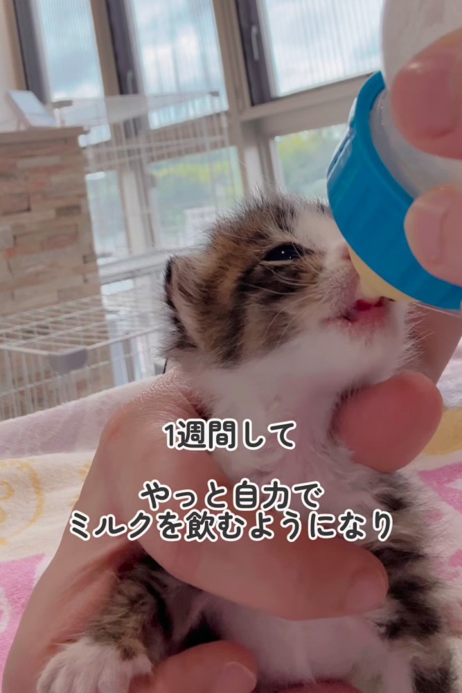 ミルクを飲む子猫