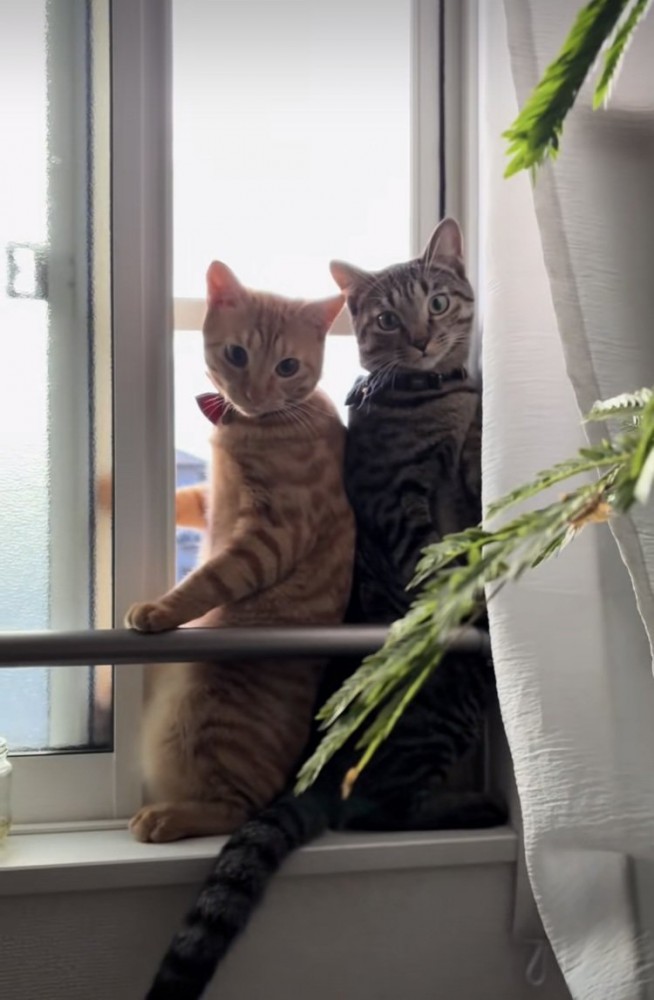 開いた窓のスペースに入るキジトラ猫と茶トラ猫