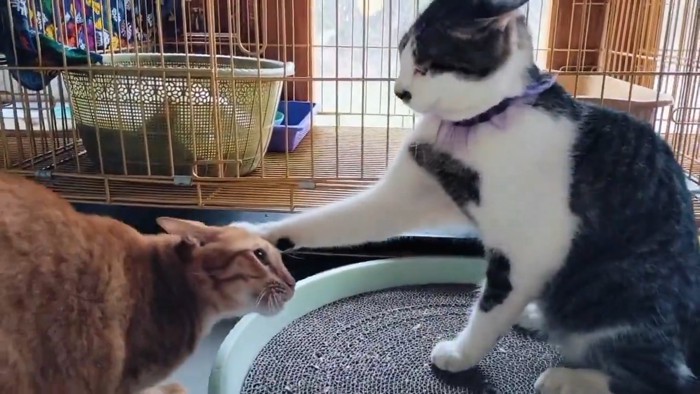 頭に前足を置かれる猫