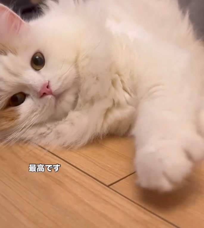 床で転がる猫4(最高ですと書かれている)