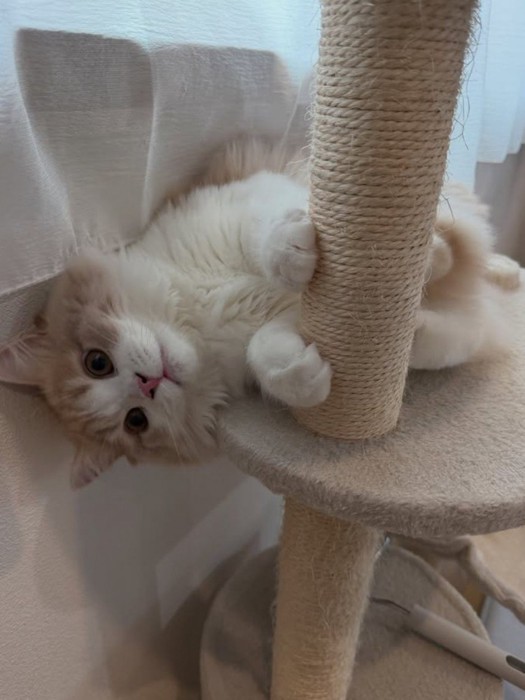 タワーで寝そべる猫