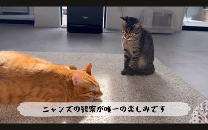 のんびりする猫