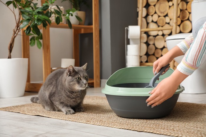 トイレ掃除を見る猫