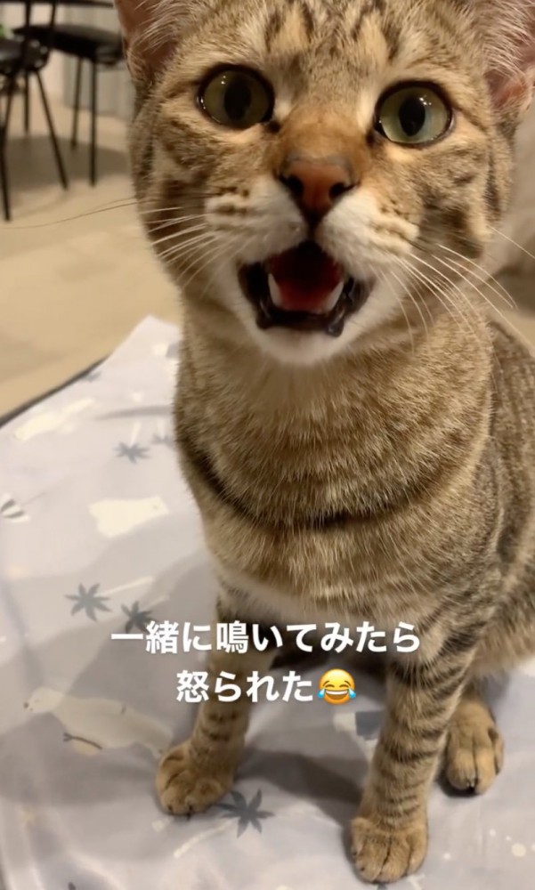 抗議する猫