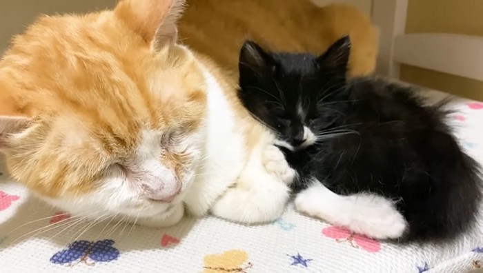 寄り添って眠る成猫と子猫
