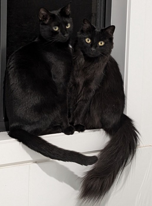 窓辺に座る2匹の猫