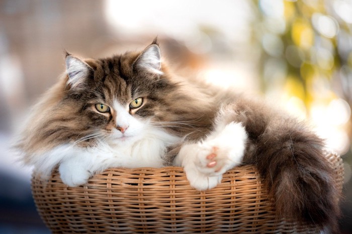ラタンのカゴに入る猫