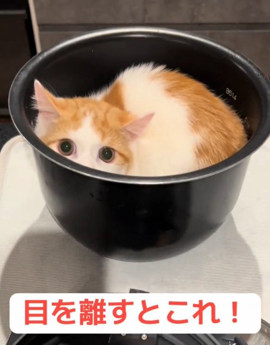 炊飯器に入る猫