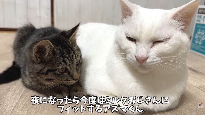 テロップ「夜になったら～」