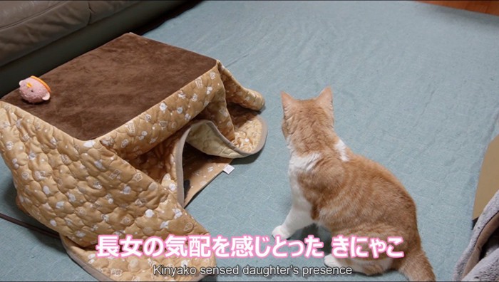 リビングのドアを見つめるスコティッシュフォールド