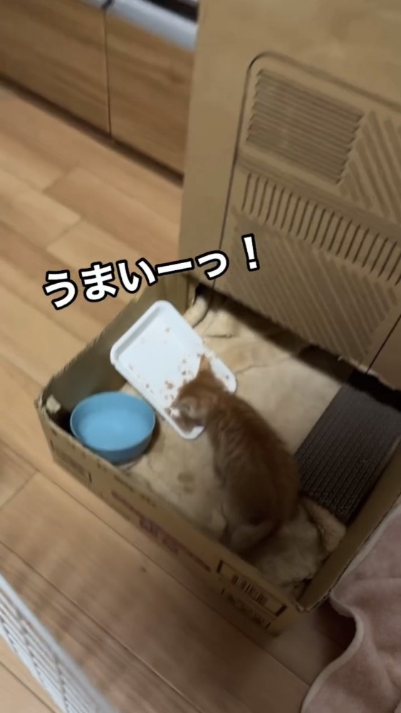 餌を食べる子猫