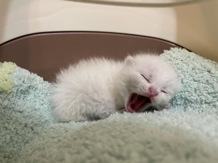 あくびをする子猫