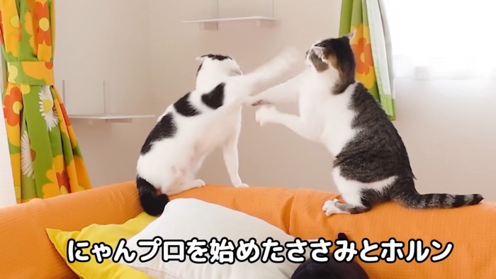 にゃんプロする二匹の猫