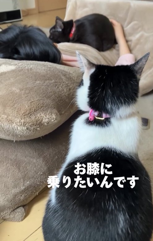 こたつで寝転がる飼い主の上で眠る黒猫を見つめる白黒猫