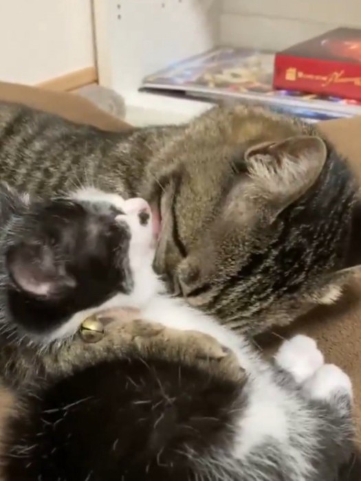 猫を毛づくろいする子猫