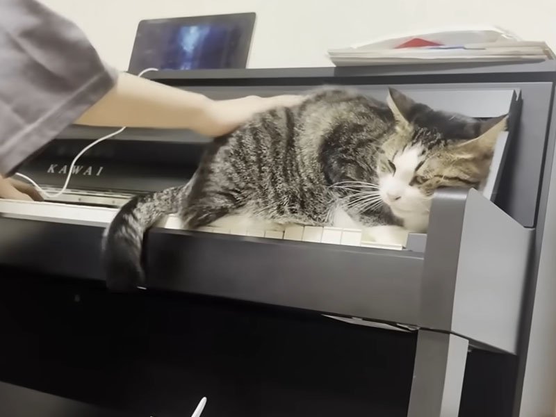 撫でてもらう猫