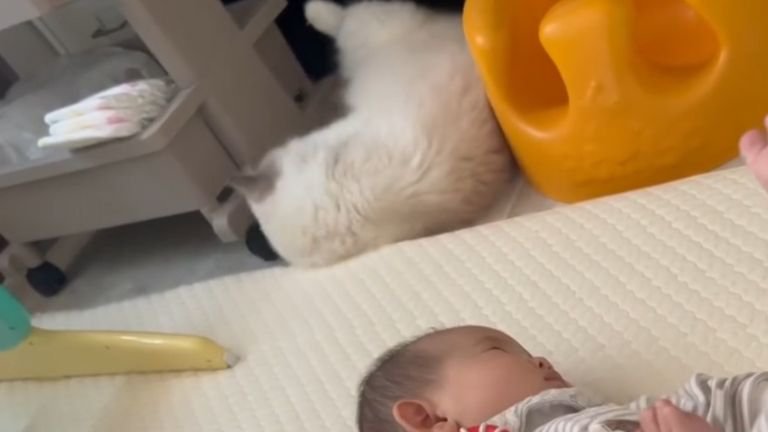 室内にいる猫と赤ちゃん