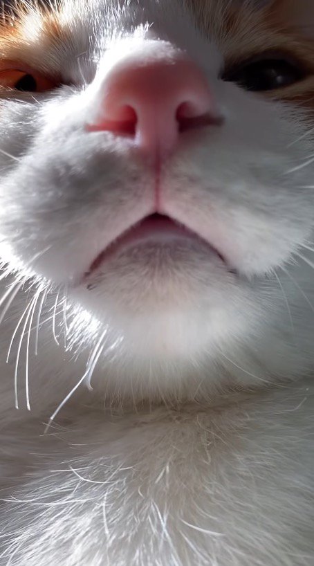 静かに飼い主に寄り添う猫