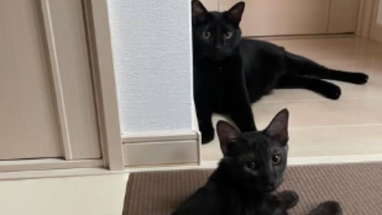 室内にいる猫たち