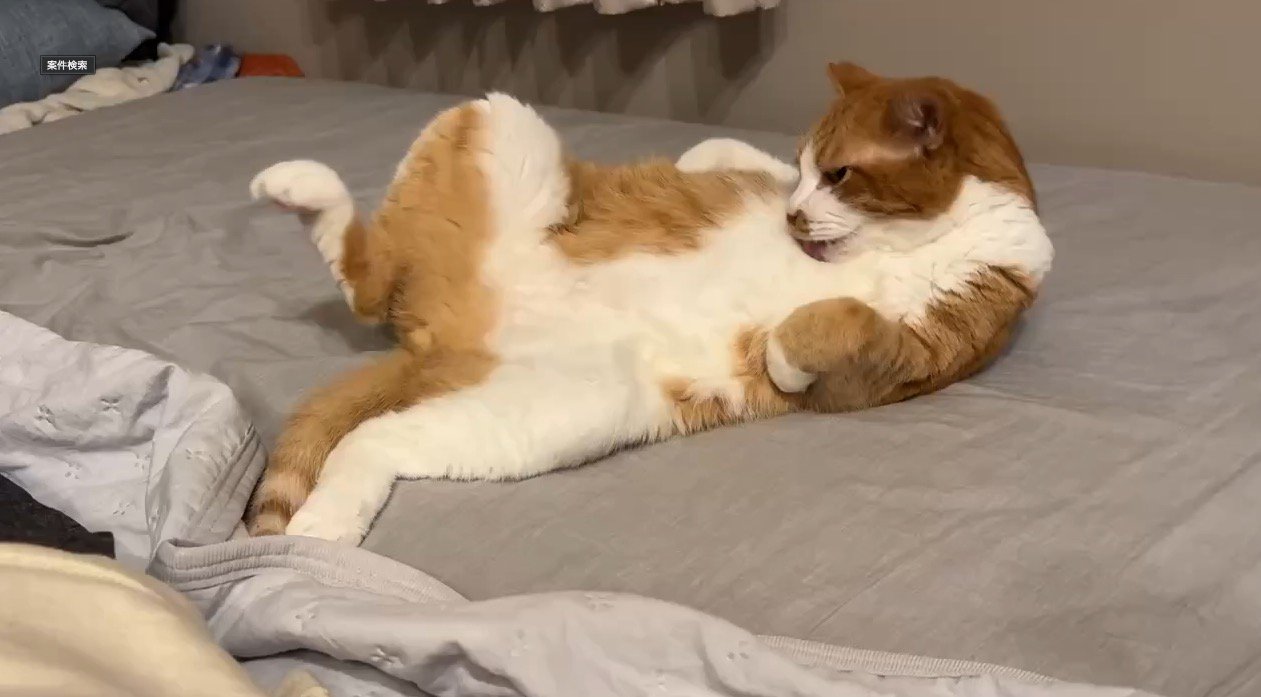横になって毛繕いをする猫