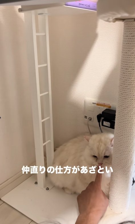 差し出された人差し指の匂いを嗅ぐ猫