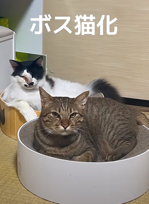 こちらを見つめる猫