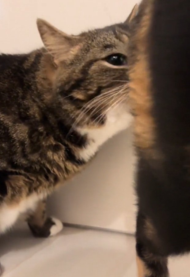 お尻を見つめるこたろうちゃん