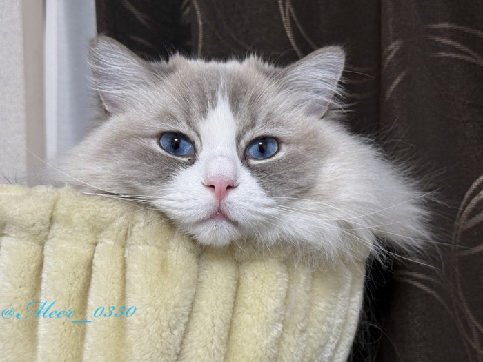 ハンモックに入る猫