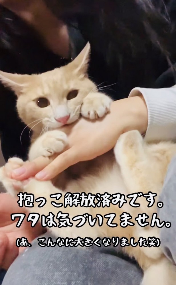 飼い主さんの手に噛み付くクリーム茶トラ猫