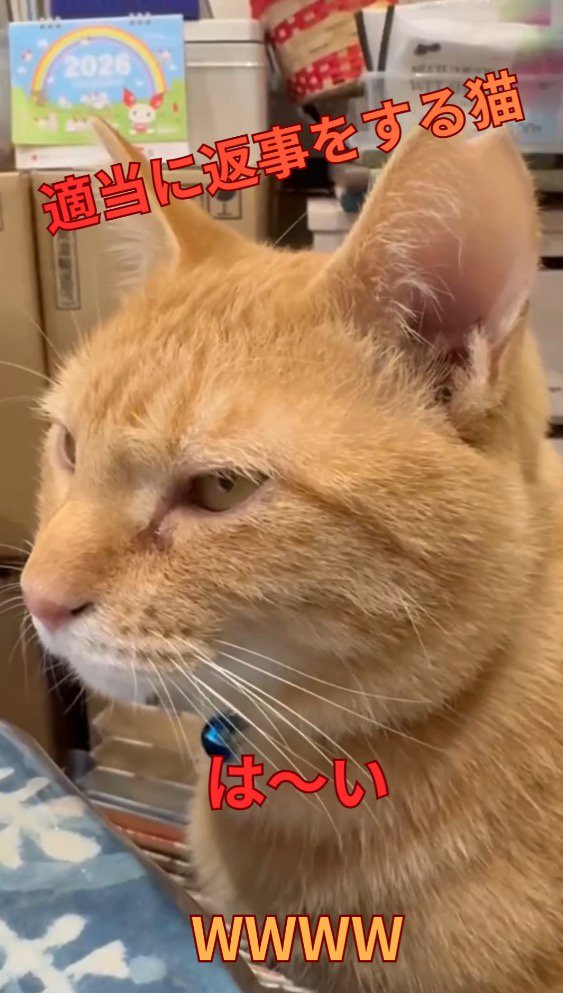 遠くを見つめながら鳴き声をあげる猫