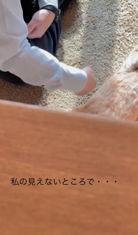 パパに撫でられている顔が見切れた猫