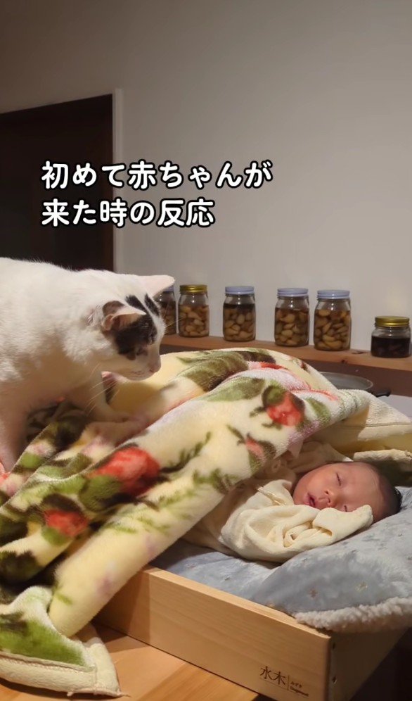 赤ちゃんを覗き込む猫