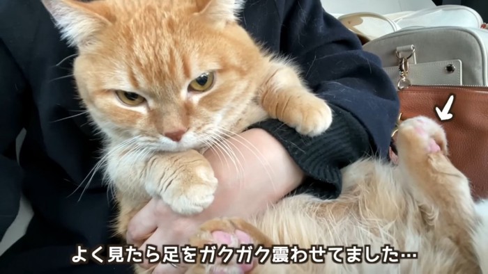 車の中でママに抱っこされながら震えるマンチカン