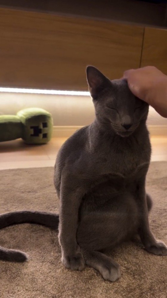 猫の頭を撫でる飼い主