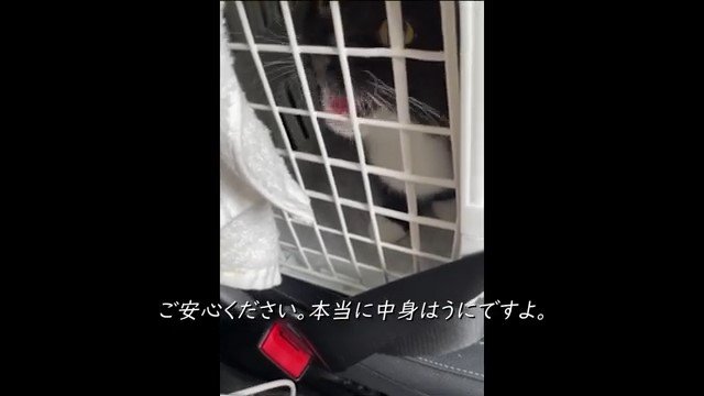 キャリーの中で口を開ける猫