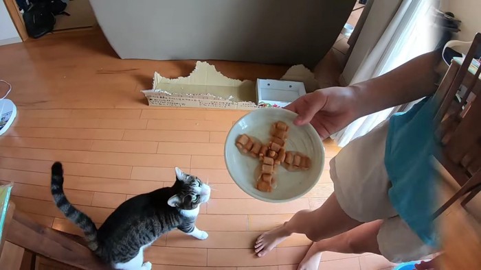 猫におやつを見せる