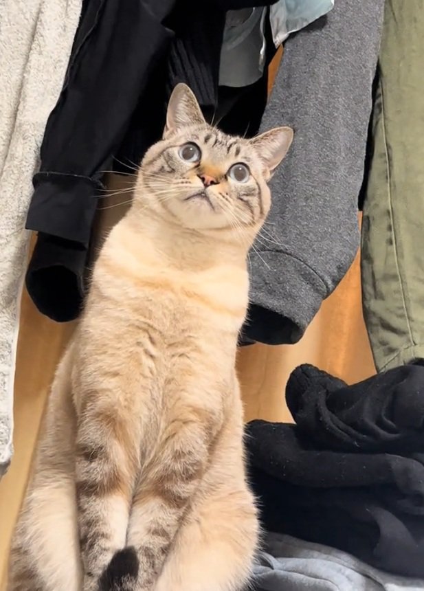 1点を見つめるしらすくん