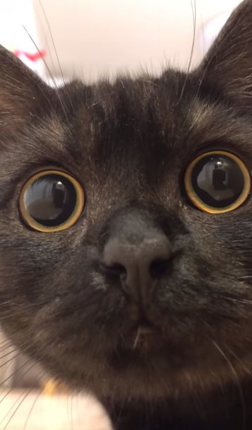 カメラを見つめる黒猫の顔アップ（虹彩余白あり）