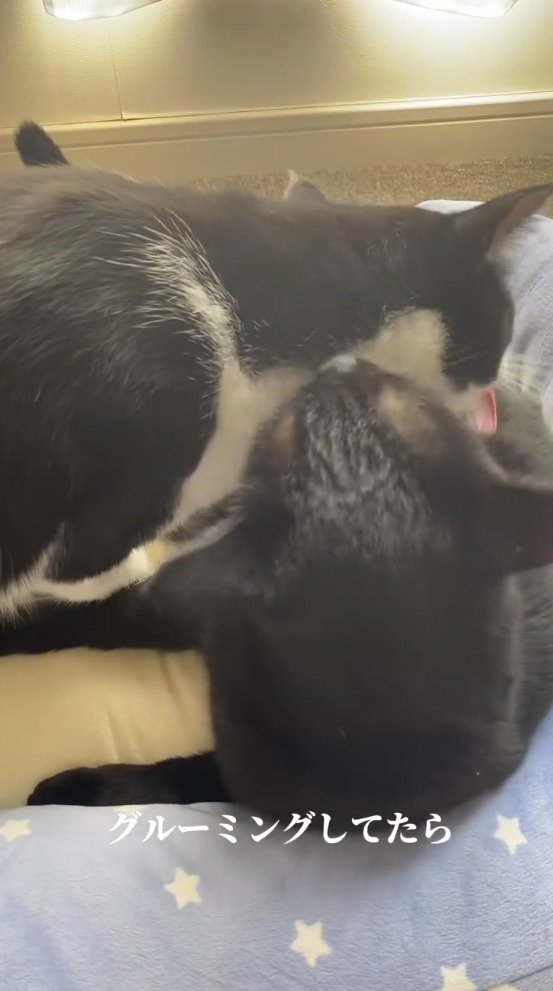 相手の体をグルーミングする2匹の猫