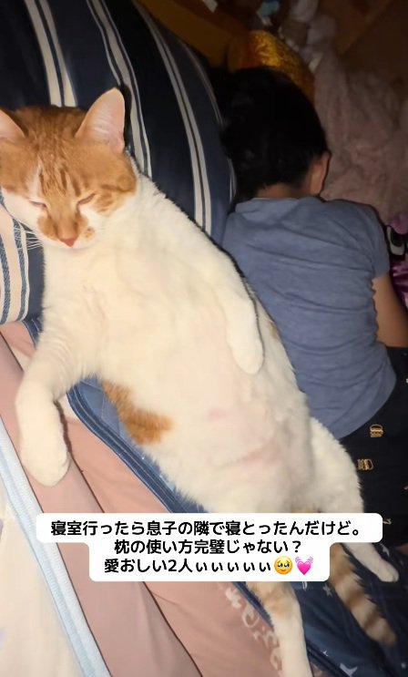 枕に頭を乗せて寝ている猫と寝ている子供