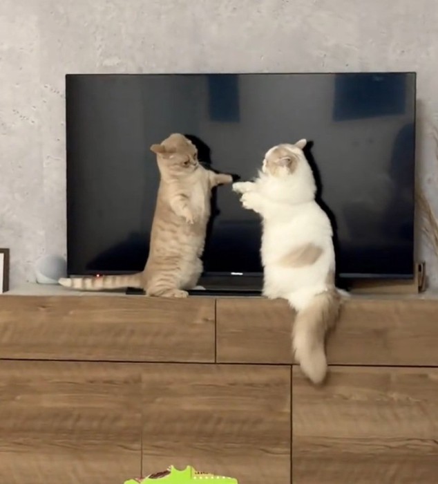 手が届かない2匹の猫