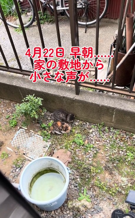 家の柵の近くにいる2匹の子猫