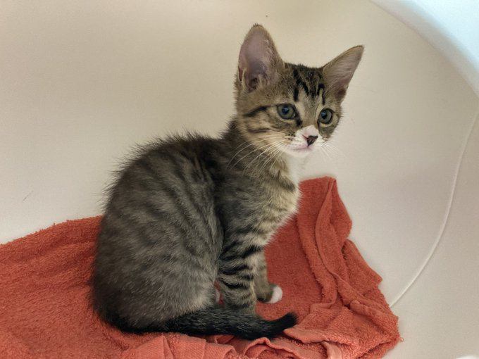 赤いタオルの上に座るキジトラ猫