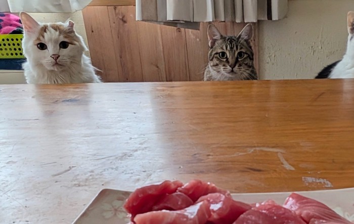 マグロを見つめる猫