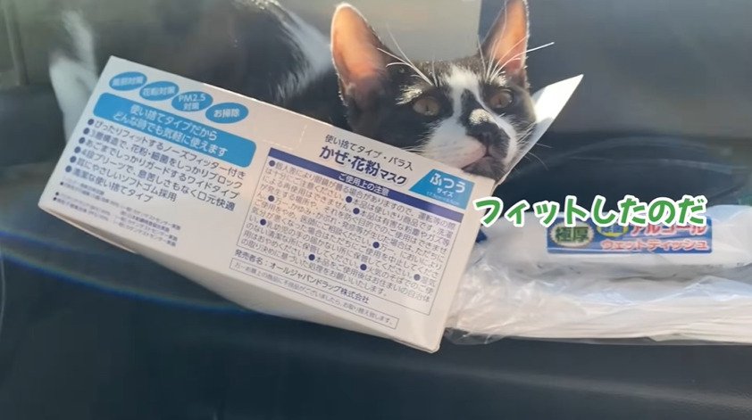 マスクの箱に入る猫2