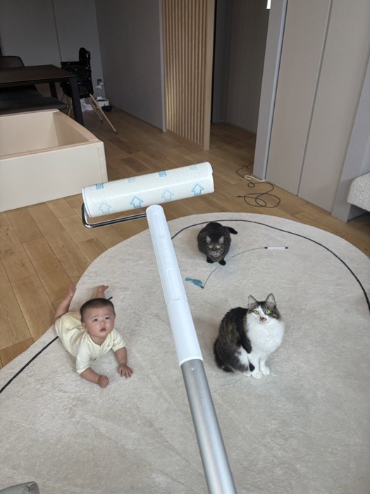 見上げる猫たちと赤ちゃん