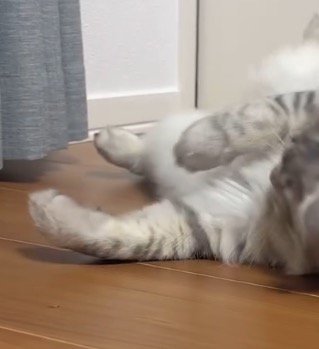 オレンジ色の毛色が混ざった猫の前足