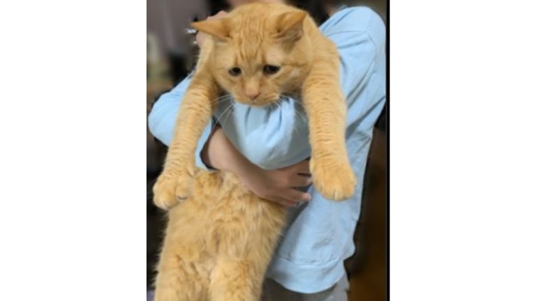 抱かれている猫