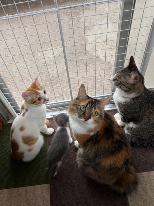 窓際にいる猫たち